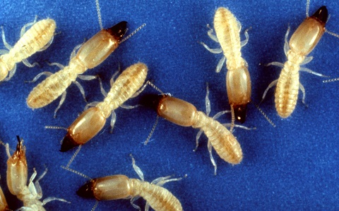 Plaga de termitas americanas se extiende por Tenerife